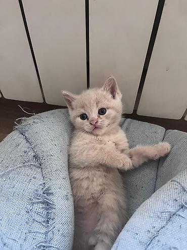 Pişiklər: Erkək, Dişi, Yaxşı əllərə, Ünvandan götürmə, Pulsuz çatdırılma, Ödənişli çatdırılma — 1