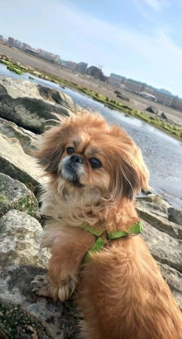 İtlər: Pekines, 1 il, Dişi, Peyvəndli, Ünvandan götürmə, Ödənişli çatdırılma