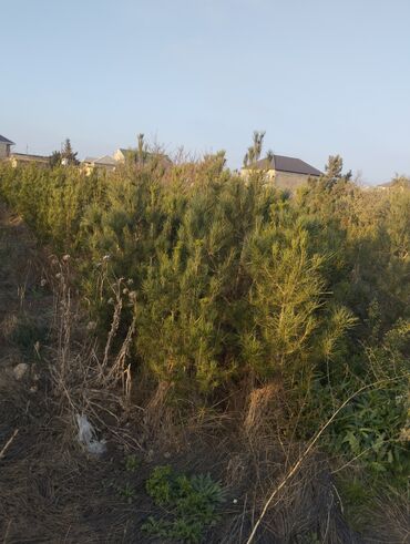 Şitillər: Satılır: iynəyarpaq şam ağacları (fidanlar) - Növ: Şam (Pinus) – — 9