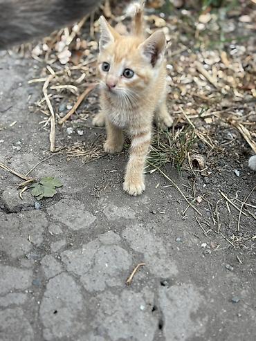 маленькая кошка: Отдам котят в добрые руки !!!
К лотку приучены — 3