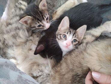 pisik almaq: Котята отдам в хорошие руки. Милые, игривые, чистые, домашние котята