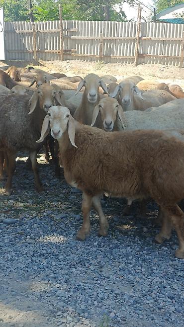 Животные: Продаю | Ягненок, Баран (самец) | Арашан | Для разведения | Осеменитель — 3