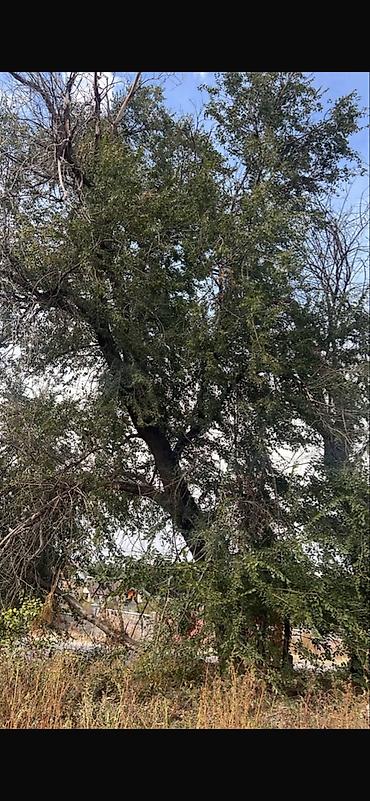 Үй жана бакча үчүн башка буюмдар: Кара жыгач сатылат отунга участокто
И алмурут да бар кыскасы отунга — 2