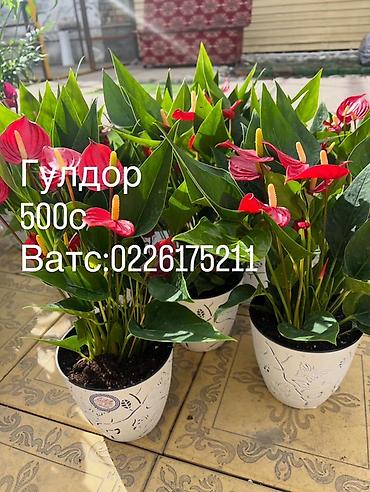 Каланхоэ: Комнатные цветы в горшках — готовые к украшению дома или офиса — 7