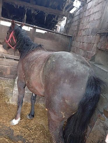 Лошади, кони: Продаю | Кобыла (самка) | На забой — 11