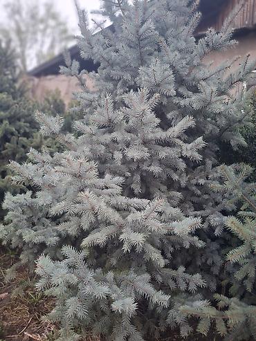 Декоративные деревья: Саженцы деревьев: Ели — 25