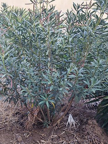 suni agac: Oleandr dekorativ həmişəyaşıl kollar. Oleandr (Nerium oleander) – — 10