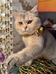 Грызуны: Британская, Самец, Для вязки