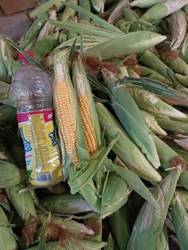 работа в оше без опыта для девушек: Кукуруза 🌽
