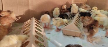 Куры, петухи: Продаю | цыплята, инкубационные яйца | для разведения, несушки