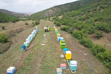 Bal: Elf bee's 1977 eco product for health and longevity tovuzun -da lalafo.az — 12 Bal: Elf bee's 1977 eco product for health and longevity tovuzun — 12