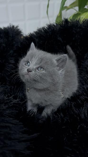 Pişiklər: Britan — 2