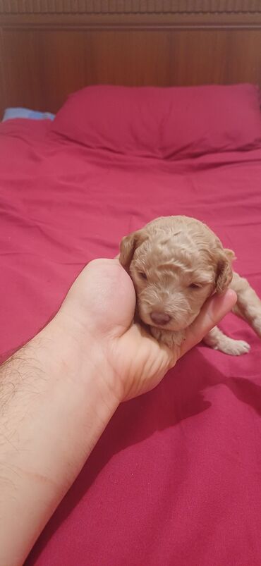 İtlər: Pudel, Dişi, Peyvəndli, Ödənişli çatdırılma — 3