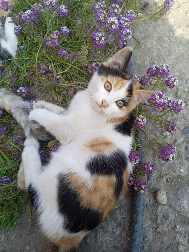 где можно купить кошку: Кошка даром: Беспородная, 4 месяца, Девочка, Приучена к лотку, Проглистована