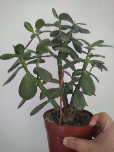 бамбук растение: Денежное дерево, педилантус,хлорофитум лохматый