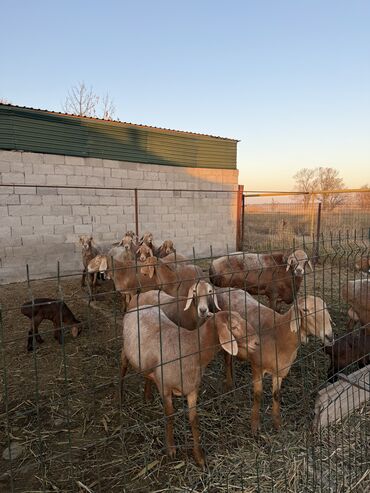 клеточное оборудование для кур несушек: Сатам | Ургаачы кой (ургаачы) | Арашан | Көбөйтүү үчүн | Бооз, Ургаачы