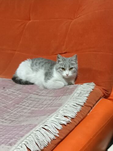 черные котята: Кошка даром: Беспородная, 7 месяцев, Девочка