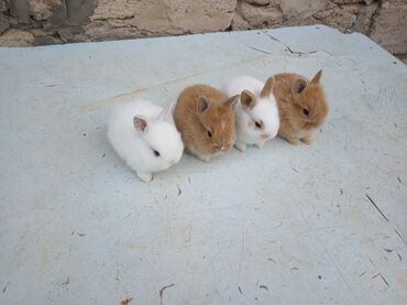 Dovşanlar: 🟠 Ev dovşanı balalarına super endirim kampaniyası. müvəqqəti olaraq 50 — 13