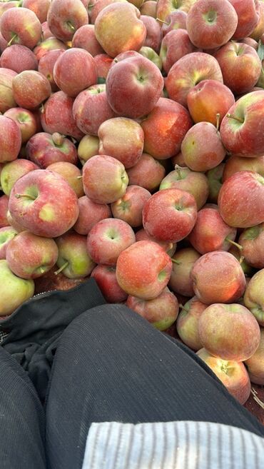 Яблоки: Яблоки Превосходное — 9