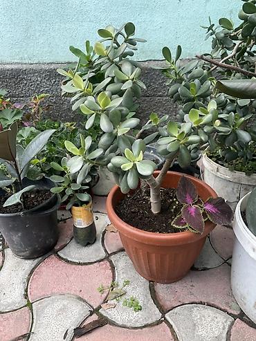 Бөлмө өсүмдүктөрү: Коллекция комнатных и садовых растений в горшках. В составе: - — 6