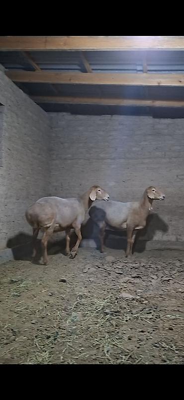 Продам с/х животных: Продаю | Баран (самец) | Для разведения | Племенные — 5