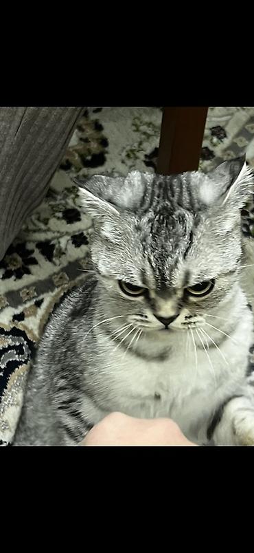 комару кот порода: Шотландская вислоухая кошка (Scottish Fold), окрас серебристый табби — 2