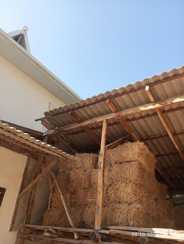 собака доберман сколько стоит: Чоп пресс сатылат адырдыкы быйыл орулган 40 шт бар