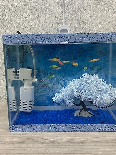 akvarium qizdirici: Dördbucaq akvarium, Boş, 10 l, Ünvandan götürmə, Pulsuz çatdırılma, Ödənişli çatdırılma — 6