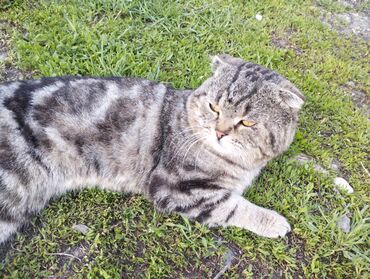 сиамский вислоухий кот: Кот на вязку. Шотландский вислоухий.3 года