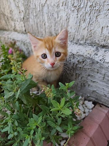 кошки сиамская: Отдадим в добрые руки рыжего котенка. Мальчик 1,5 месяца Упитанный — 1
