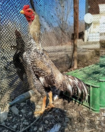 Xoruzlar: Təsvir:salam.hər heyvanın öz qiyməti var hamsını götüren olsa biraz — 4