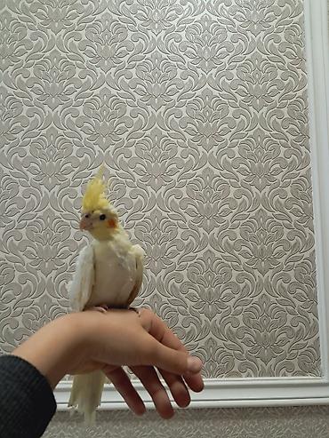 hinduşka balaları: Nimfa papuqayı (cockatiel) – əl öyrəşmiş, insanla ünsiyyətə açıq ev — 2