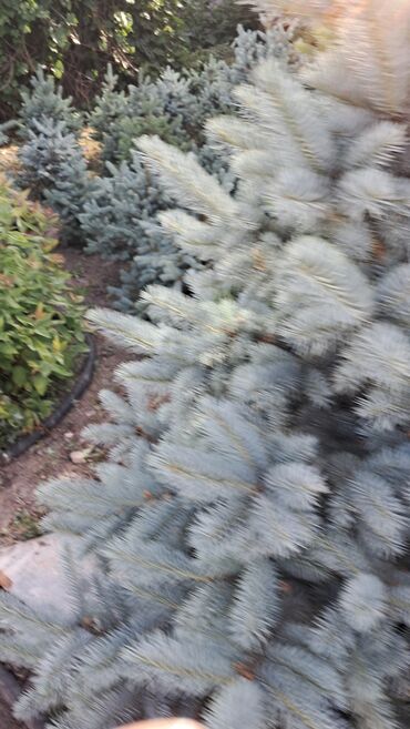 Декоративные деревья: Саженцы деревьев: Ели — 2