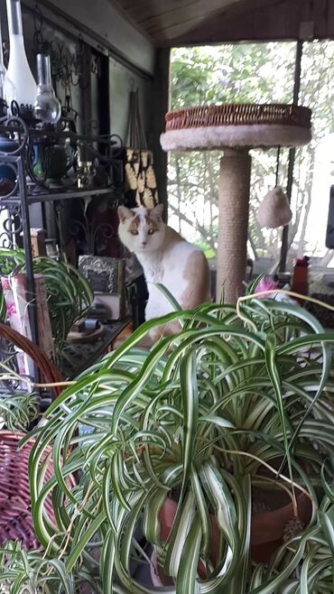 кошка шотландский: Кото-гостиница! Гостиница для котиков! Домашнее содержание, чистота