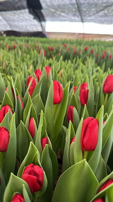 Другие товары для дома: Цветы Голландские Тюльпаны Оптом! Из Голландии получаем — 8