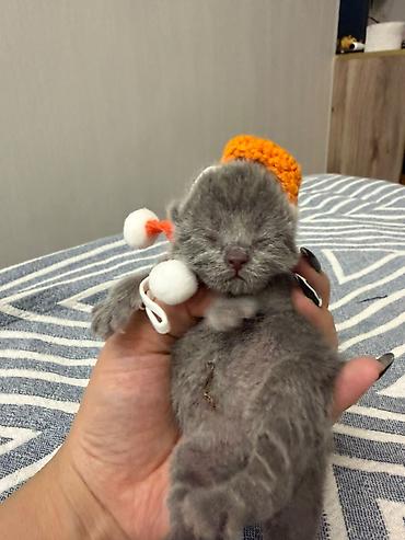 неделю: 🐾 Шотландские котята ищут любящих хозяев! 🐾 Малышам сейчас всего 2 — 5
