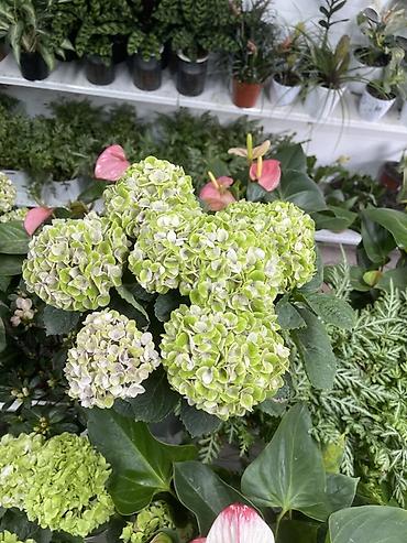гортензия саженцы: Гортензия крупнолистная (Hydrangea macrophylla) в горшке - Пышные — 1