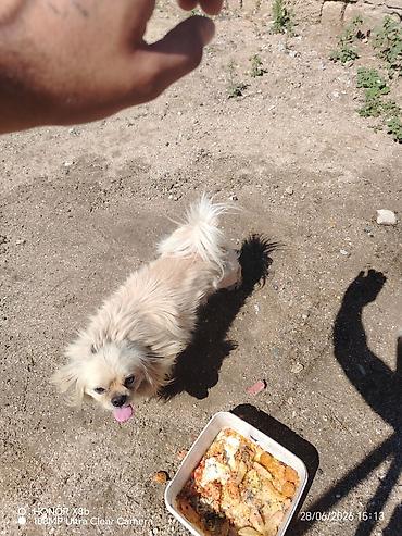 pulsuz it type 1: Pekines, 1 il, Erkək, Peyvəndli, Ünvandan götürmə, Ödənişli çatdırılma — 3