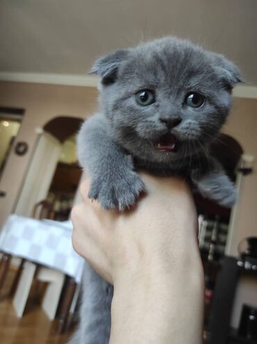 Pişiklər: Şotland yastı qulaq, Dişi, Erkək, Ünvandan götürmə — 18