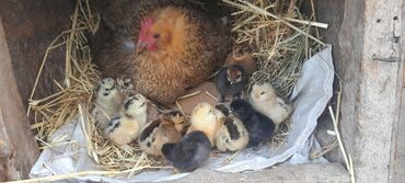 соль для животных: Продаю | Цыплята | Кохинхин | Для разведения, Несушки