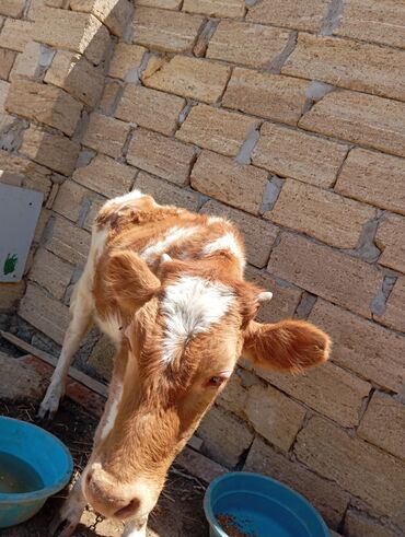 cins ineklerin satisi 2018: Dana, buzov, Dişi