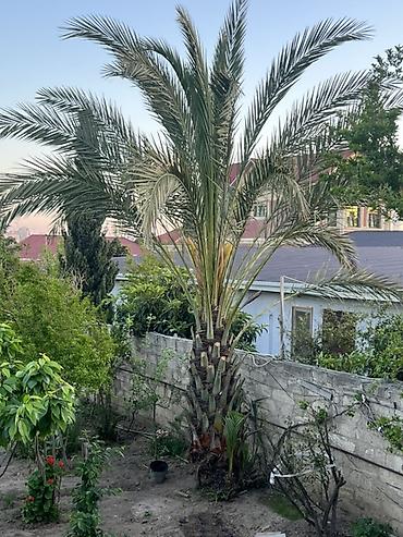səməni formaları: Dekorativ xurmayı (palma ağacı) 25 ilin agacidir - Növ: xurma/palma — 1