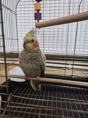 поводок для собак: Məhsul: Nimfa (Cockatiel) papağanı və qəfəsi Təsvir: 7 ayliqdir - Növ