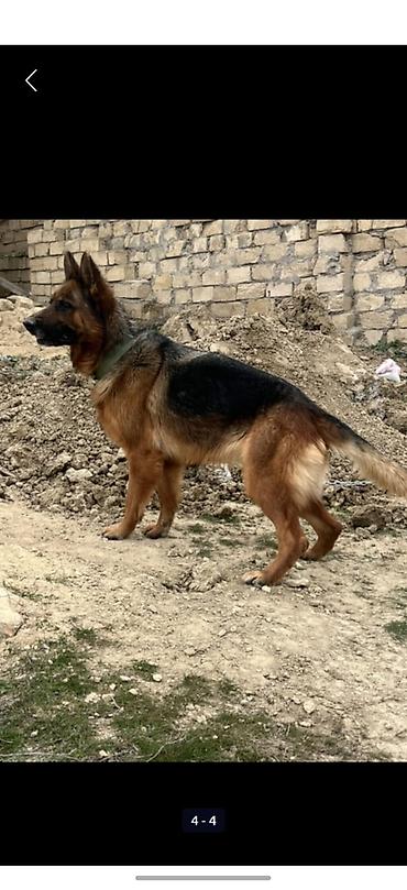 çoban iti adları: Alman çoban iti, 11 ay, Erkək, Peyvəndli, Ünvandan götürmə — 2
