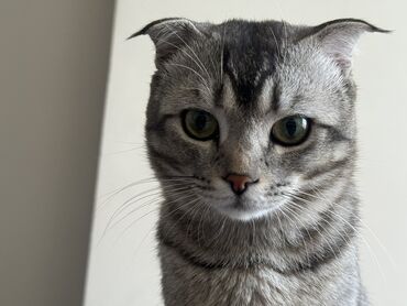 лысые коты: Мальчик шотландский вислоухий 9 мес Готов к здоровому потомству