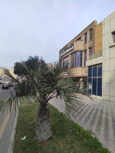 Digər kommersiya daşınmaz əmlakı: Heyder eliyev prospektində mərkəzdə, 3 mərtəbəli, obyekt icareye — 1