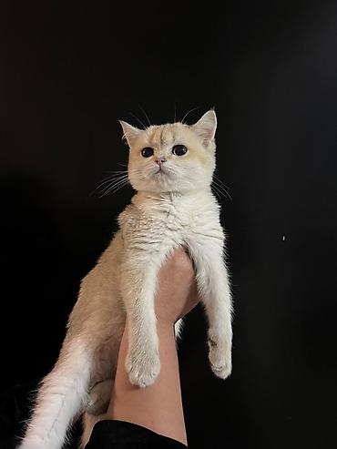 Британский короткошёрстный котёнок, окрас золотой шиншилла (теплый