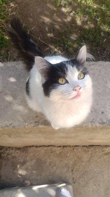 Находка и пропажа кошек: Пропала : Беспородная, Девочка, Белый — 4