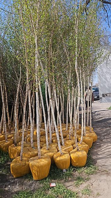 Семена газона: Газонные семена и почвосмеси для газона - Марки: Green Field — 19