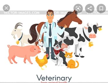 ветеринар корова: Ветеринарные услуги. В городе ош (областтарга да боло берет) все виды